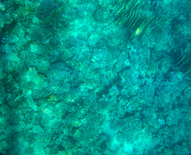 istock coral fish, coral reef, underwater 1149726306