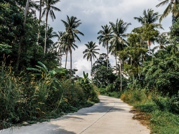 istock Coconut palms and road in tropical island 1149726398