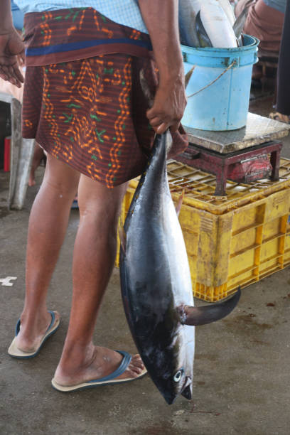 изображение индуистских рыбаков, держащих свежевыловленного индийского тунца / тунца / голубого тунца на рынке морепродуктов, готовых полу - tuna tuna steak raw bluefin tuna стоковые фото и изображения