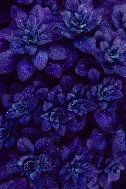 istock Bright purple leaves top view minimalistic background 1149727018