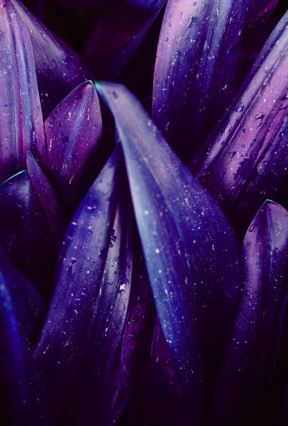 istock Bright purple leaves top view minimalistic background 1149727046