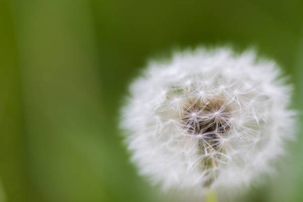 istock Dandelion flying on green background - Image 1149727289