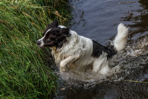 istock Newfoundland jumps out of a brook 1149727337
