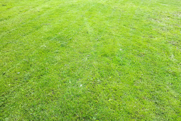 istock Green grass, The front lawn for background, Garden landscape design, 1149727594