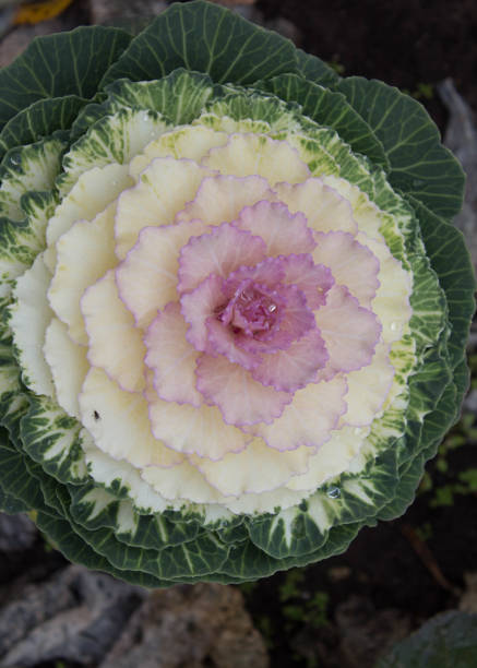 istock White and pink flowering decorative or ornamental  cabbage. Top view. 1149727663