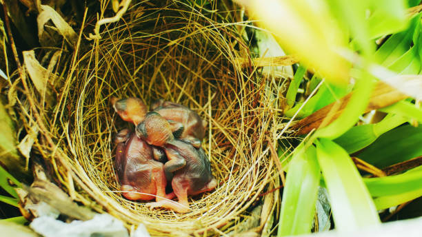 istock Three birds in a nest on a tree with leaves covered 1149728873