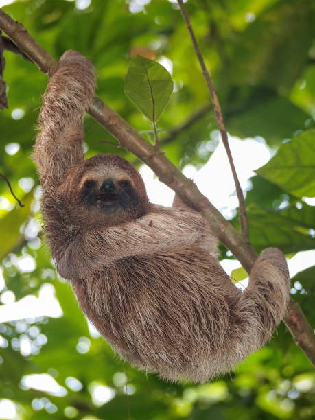istock A young three-toed sloth animal in the jungle 1149728967