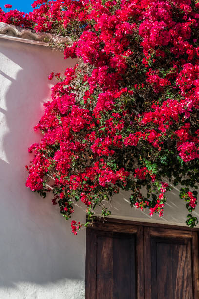 istock Big red Bush on Spanish street 1149729048