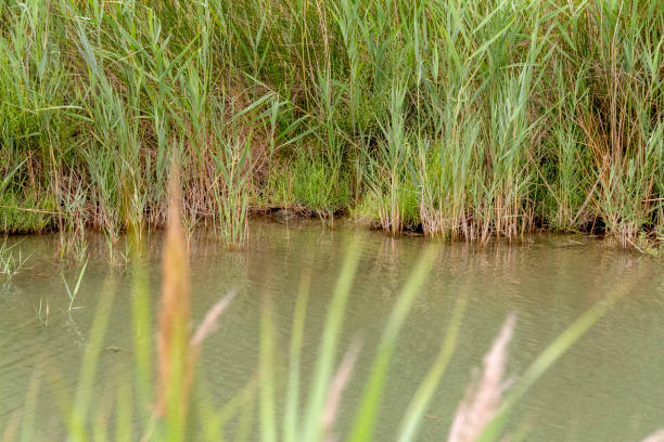 saumure lagon gros plan - moistness photos et images de collection