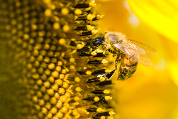 istock honeybee on a sunflower 1149732586