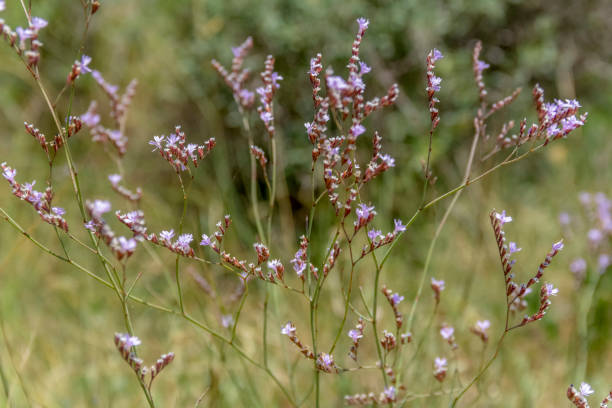 istock twiggyvegetation closeup 1149735123