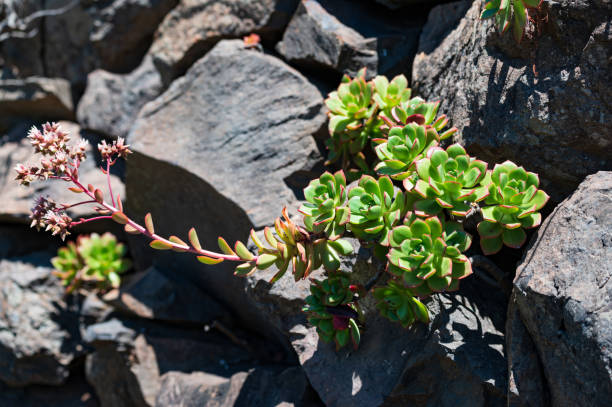 istock Aeonium is endemic on the canary islands 1149735755