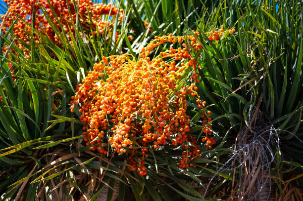 istock dragon tree with orange fruits 1149735784