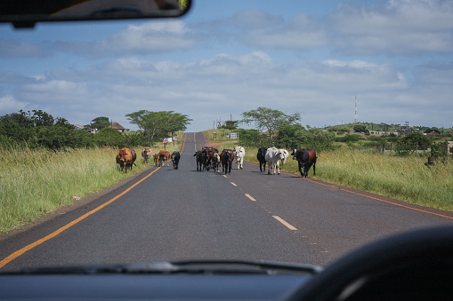 Cows on the typical road in south Africa, close to Durban. Situation viewed behind the drivers wheel. Cow hazard
