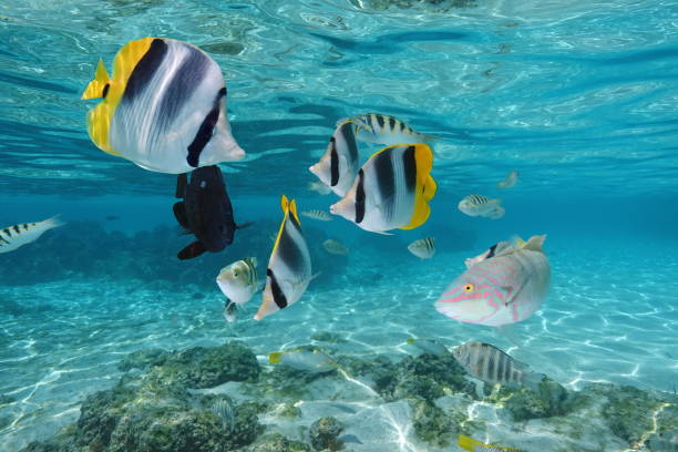 istock Colorful tropical fish underwater in a lagoon 1149742243
