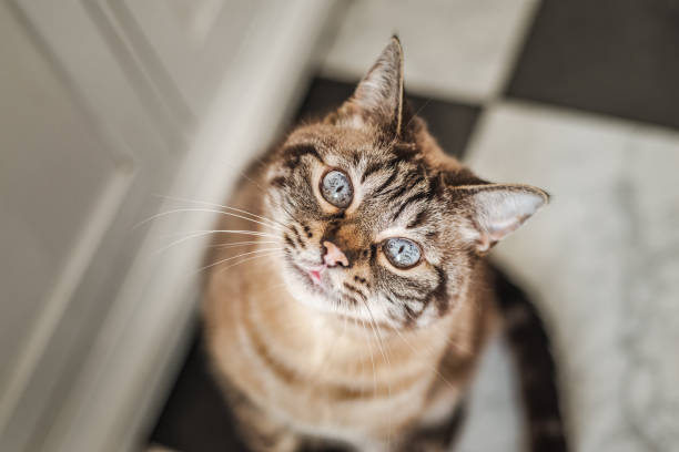 Cat with bright blue eyes looks at the camera stock photo