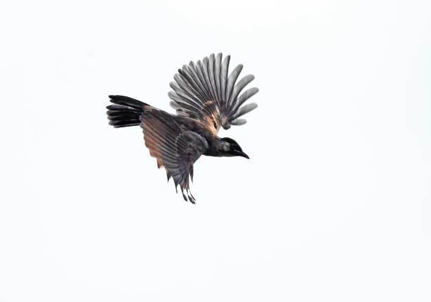 istock Close up Sooty-headed bulbul Bird is Flying Isolated on White Background 1149747447