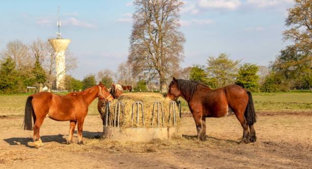 istock French saddle horses and Comtois in front of hay rack 1149748935