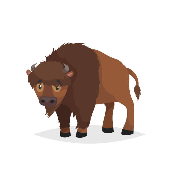 Cute bison standing. Cartoon comic style vector illustration of forest wild animal. Buffalo. Europe and north America animal. Cute bison standing. Cartoon comic style vector illustration of forest wild animal. Buffalo. Europe and north America animal. EPS10 + JPEG preview. cartoon characters with big heads stock illustrations