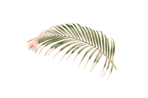 istock green palm leaf isolated on white for summer background 1149749452