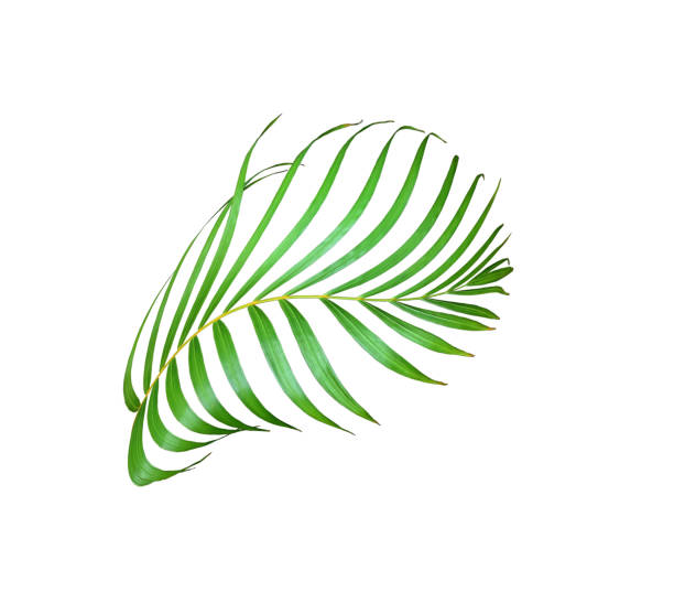 istock green palm leaf isolated on white for summer background 1149749465