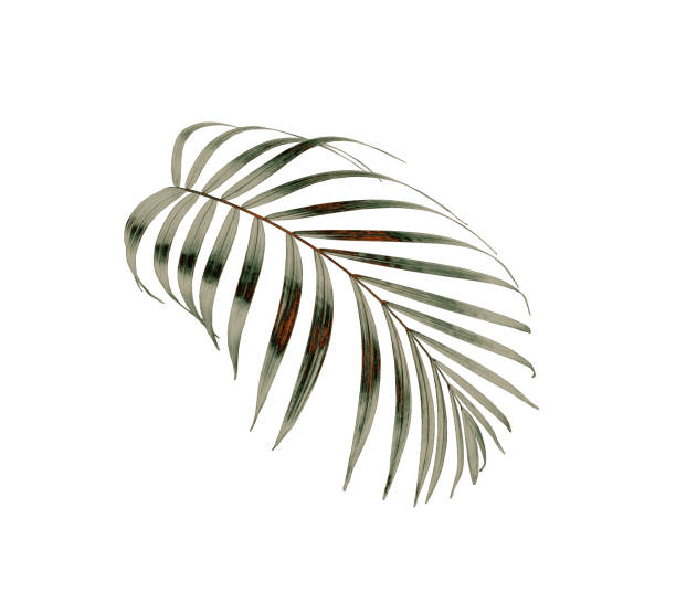 istock green palm leaf isolated on white for summer background 1149749476