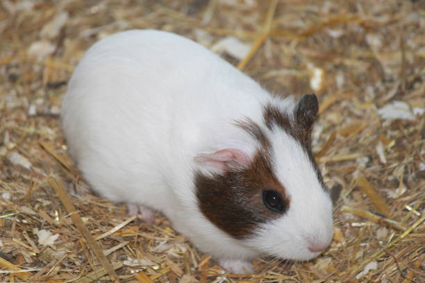 istock Cute little guinea pigs in the zoo 1149749497