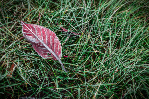 Red autumn leaf covered with natural frost on green grass (lawn). Background layout captured from above (top view). Winter or fall in the garden - flat lay composition.