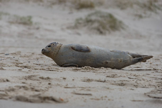 An abandoned sea pup on the beach of Northsea island Sylt. Schleswig-Holstein, Germany. February 2019