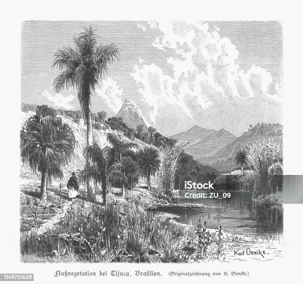 Tijuca Forest Rio De Janeiro Brazil Wood Engraving Published 1897 Stock Illustration - Download Image Now
