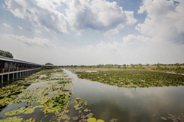 istock Lotus field in the large pond 1149752209