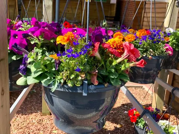 Photo of Image of plastic hanging baskets with summer flowers, annual bedding plants for gardening, flowering trailing pink petunias, blue lobelia, orange marigolds / tagetes,  plastic green hanging baskets at garden centre