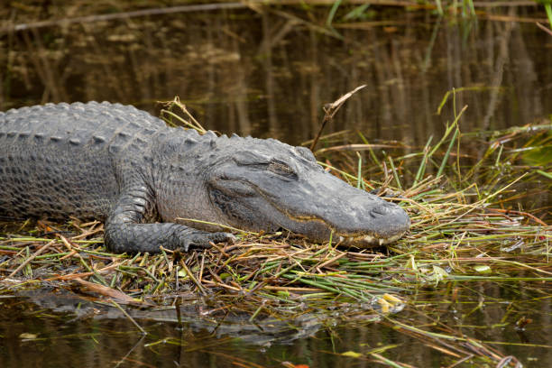 istock Swamp area with a sleeping American Alligator 1149752361