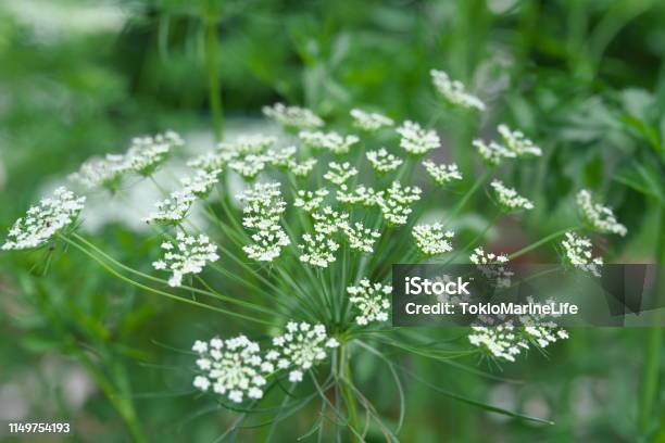 Photo libre de droit de Ammi Majus Ou Lherbe De Lévêque Ou De La Fleur De Lévêque Ou Bullwort Ou Laceflower banque d'images et plus d'images libres de droit de Blanc