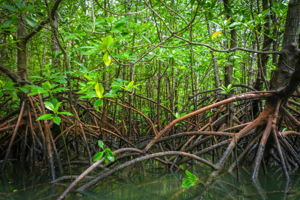 istock Mangrove in Phang Nga Bay, Thailand 1149755432