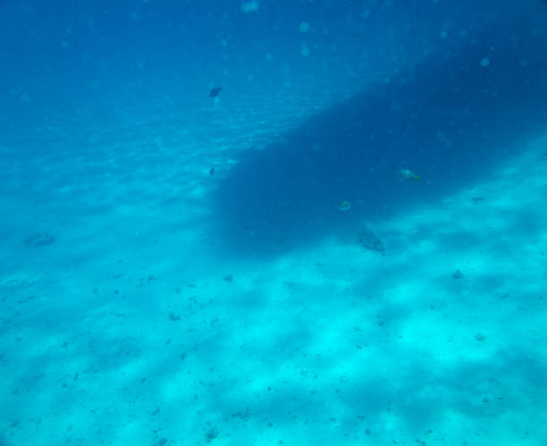 istock coral fish, coral reef, underwater 1149755552