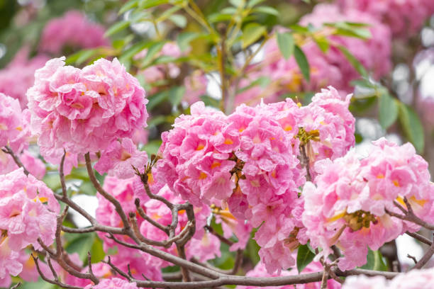 istock Pink flower and tree branch blur nature background 1149756159