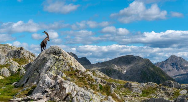 la capra di montagna cammina su un promontorio roccioso - wild goat foto e immagini stock
