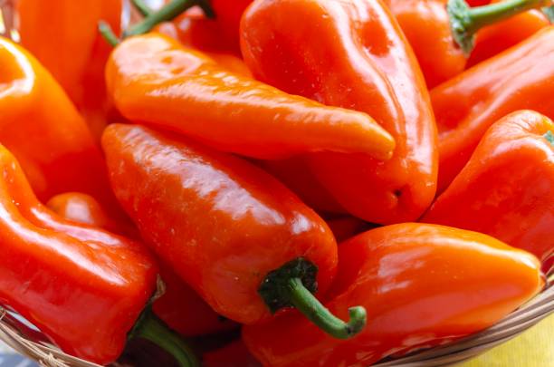Long ted Carmagnola peppers Long red peppers from Carmagnola adac stock pictures, royalty-free photos & images