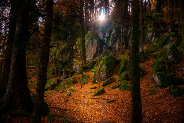 Autumn forest scenery with sun shining through trees. Hiking trail covered with orange dead leaves. Vosges mountains, France.