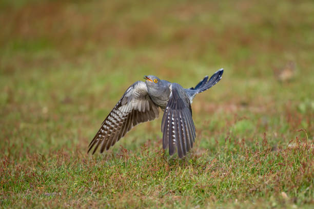 The common cuckoo in flight The common cuckoo is a member of the cuckoo order of birds common cuckoo stock pictures, royalty-free photos & images