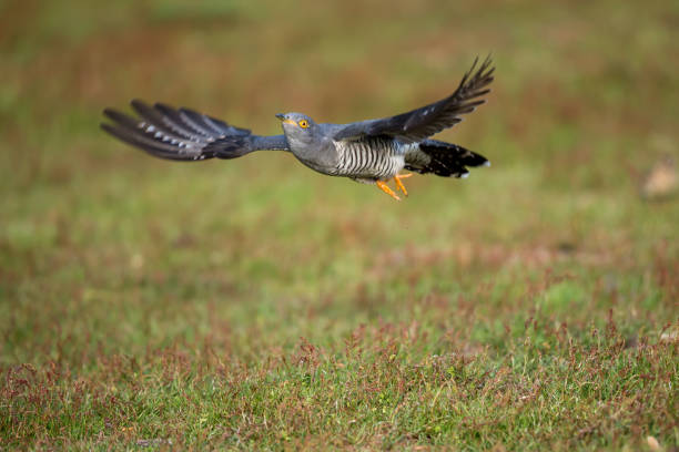 The common cuckoo in flight The common cuckoo is a member of the cuckoo order of birds common cuckoo stock pictures, royalty-free photos & images