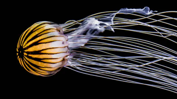 Photo of Jellyfish (Medusozoa) glowing in dark waters
