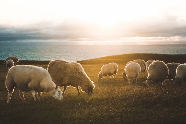 They feed on grasses perched on cliff