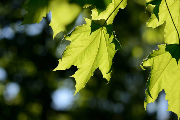 istock Green maple leaves close up lit by the sun. Natural background 1149759197