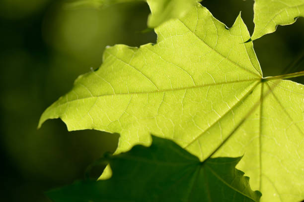 istock Green maple leaves close up lit by the sun. Natural background 1149759222
