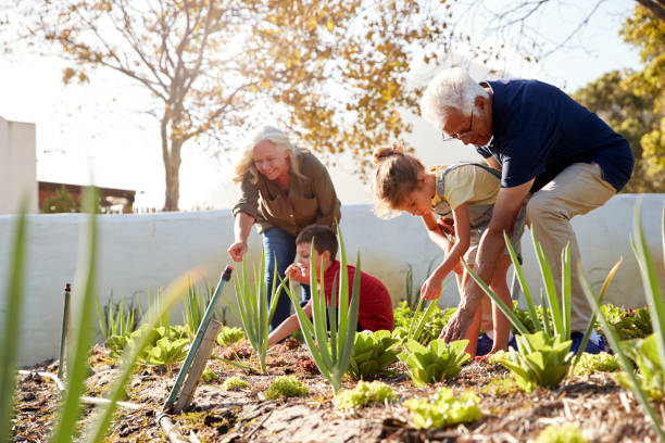 nipoti che aiutano i nonni a curare le verdure sull'assegnazione - vegetable child growth people foto e immagini stock