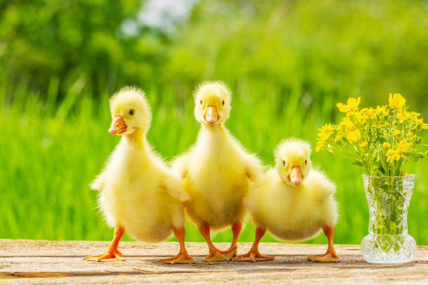 drei flauschige gelbe gosling auf naturhintergrund - duckling spring small offspring stock-fotos und bilder