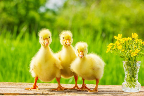 drei flauschige gelbe gosling auf naturhintergrund - duckling spring small offspring stock-fotos und bilder