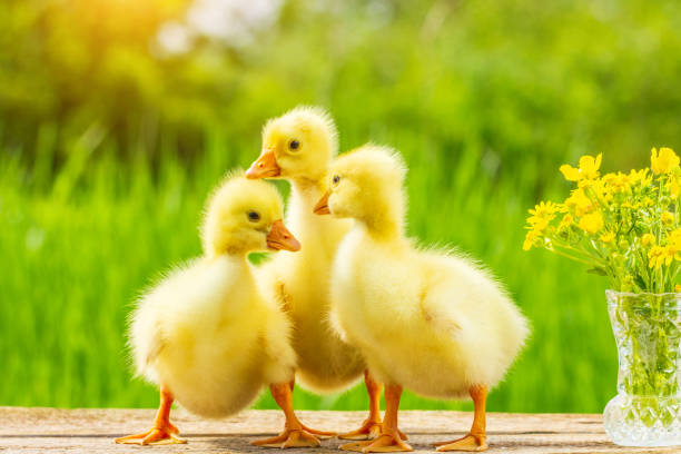 istock three little fluffy yellow Gosling on nature background 1149761266